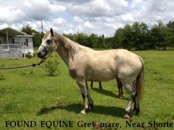 FOUND EQUINE Grey mare, Near Shorter, AL, 00000